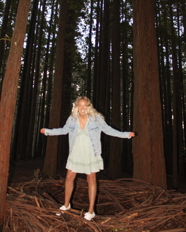 spellbound travels redwood forest 