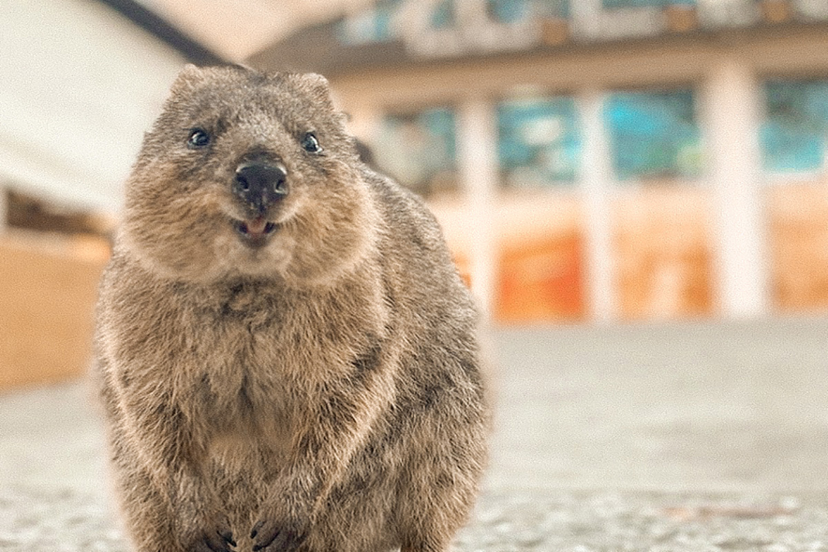 spellbound travels rottnest island guide perfect quokka selfie