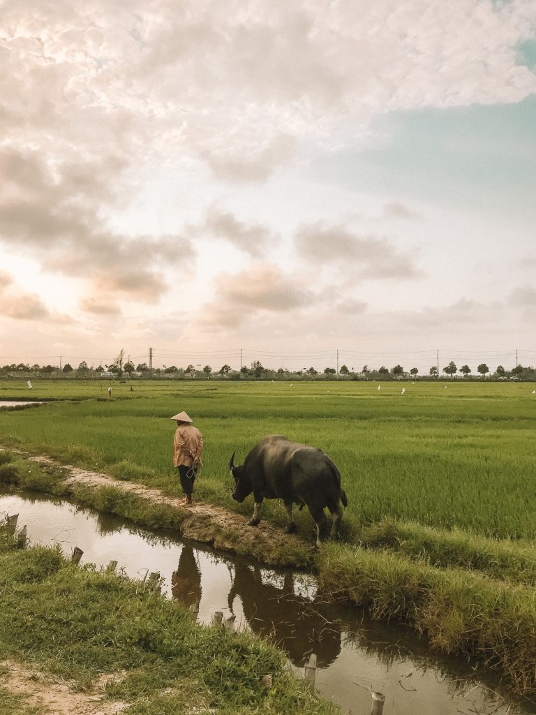 spellbound travels hoi an vietnam rice fields 