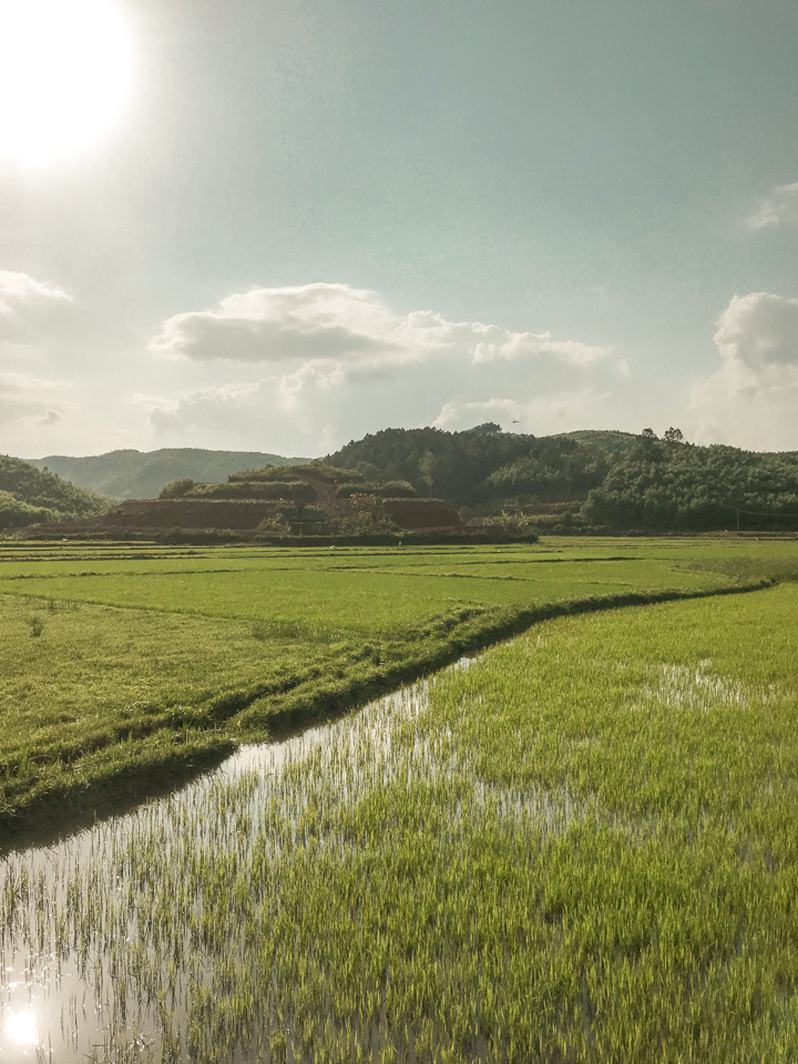 spellbound travels phong nha rice field 