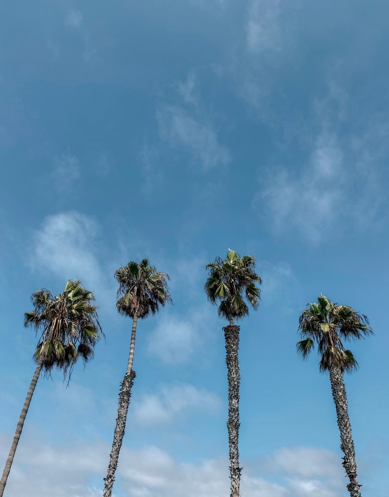 spellbound travels san diego california palm trees