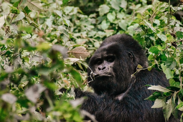 spellbound travels gorilla trekking in Uganda