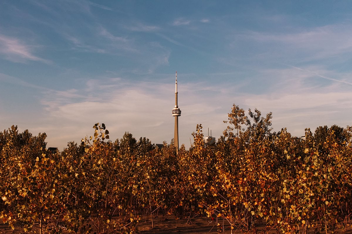 spellbound travels best toronto cafe for digital nomads