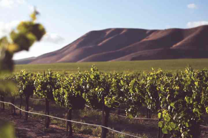 Top 5 Somerset Wineries + Activities in El Dorado