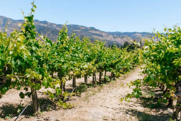 8 Malibu Wineries: The Best Vineyards to Visit in 2024