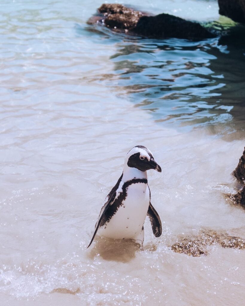 penguins swimming at boulders beach in cape town